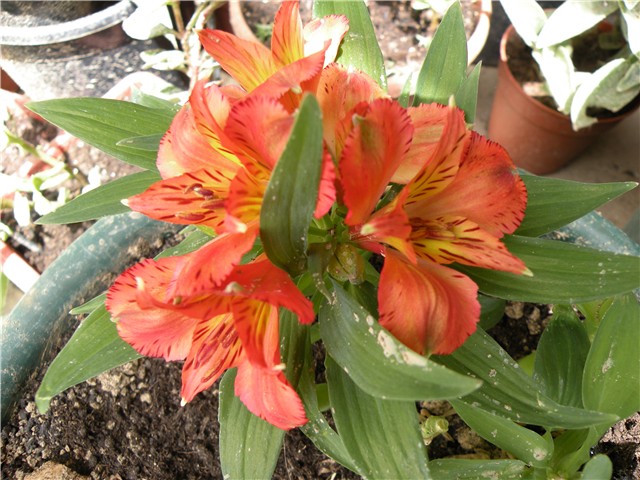 alstromeria